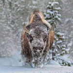 A bison walking through snowy forest.